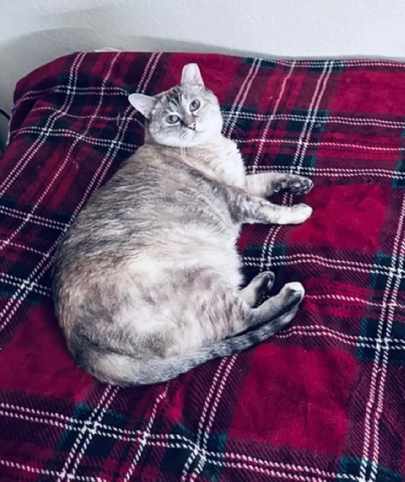 Fatty